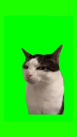 gato desconfiado
