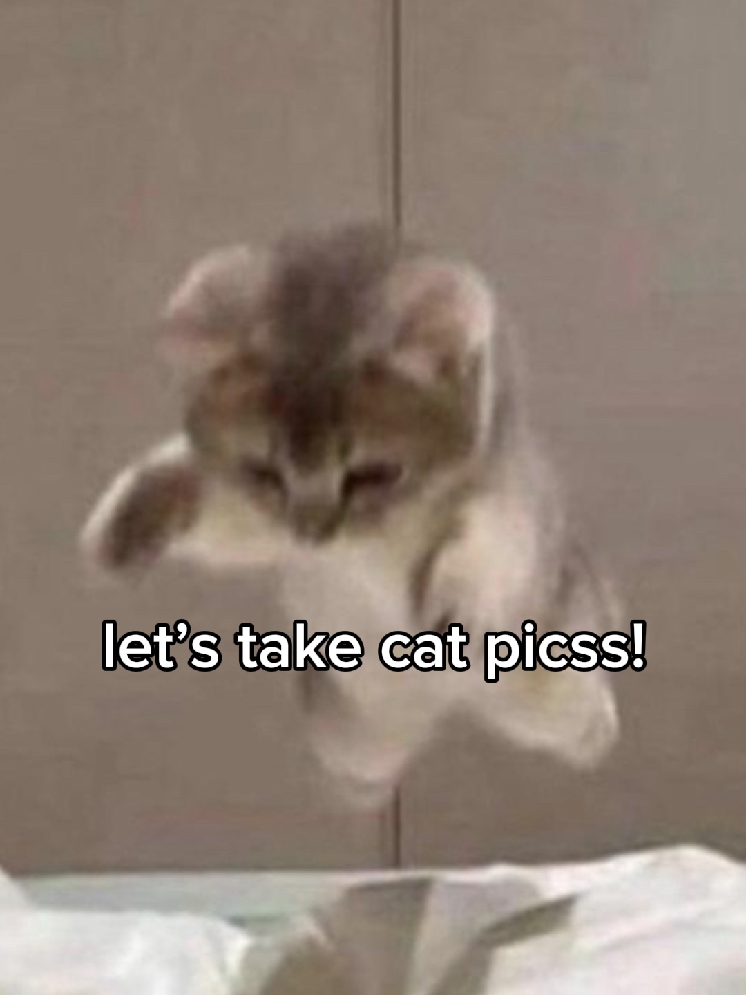 kedi resimleri çekelim!