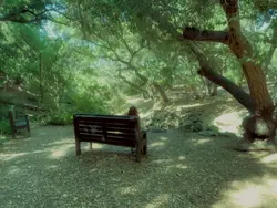 Dream Filter💚🌿✨