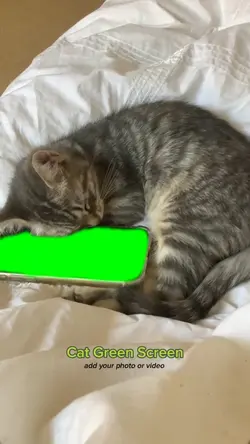 Cat Green Screen