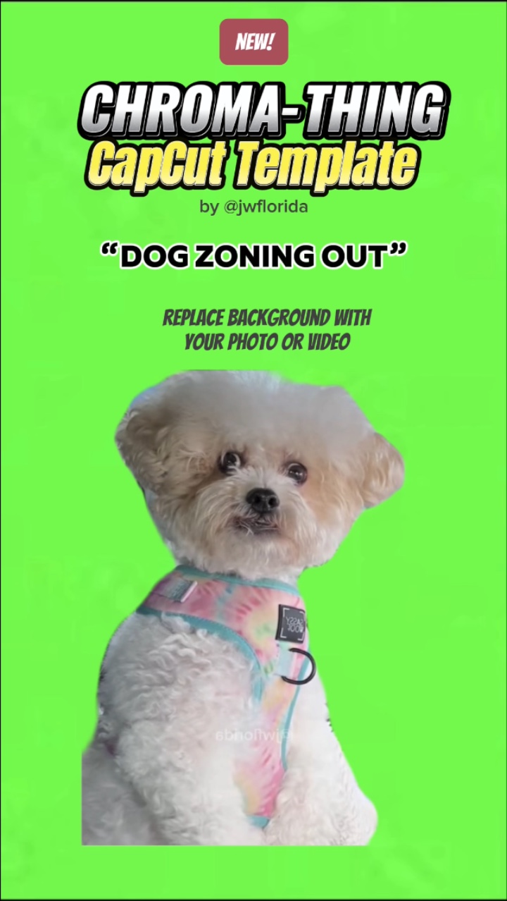 Perro fuera de zona