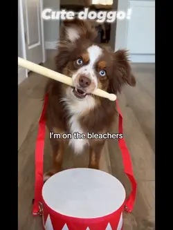Cute doggo
