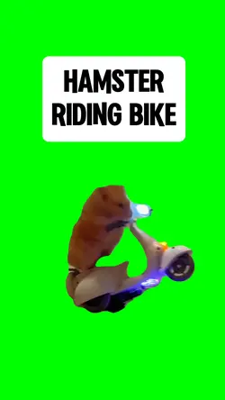 HAMSTER RIDING BIKE