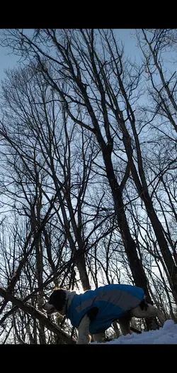 Service Dog Training