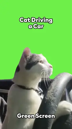 Cat Driving a Car 