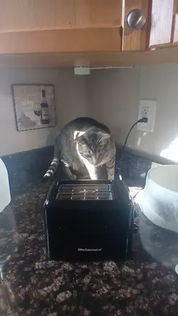 cat scared of toastr