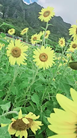 sunflower farm