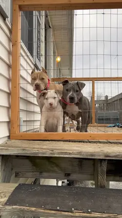 Dog Security 
