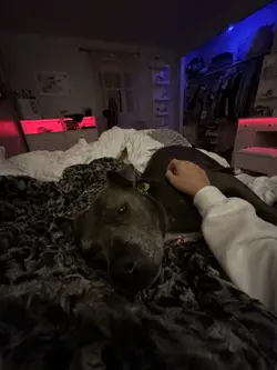 pitbulls