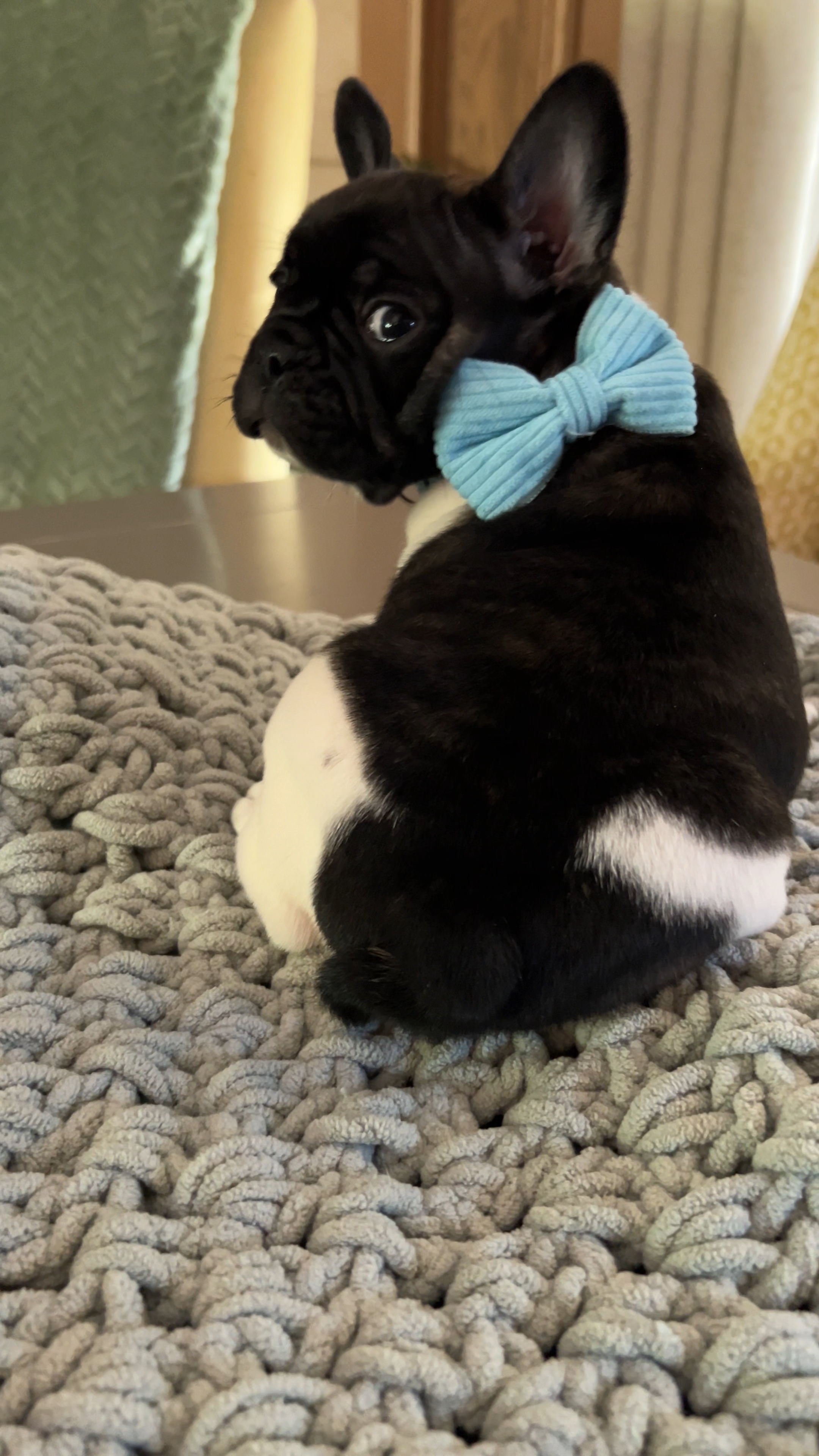 Chiot bouledogue français