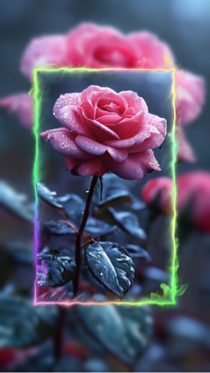 🌹장미🌹