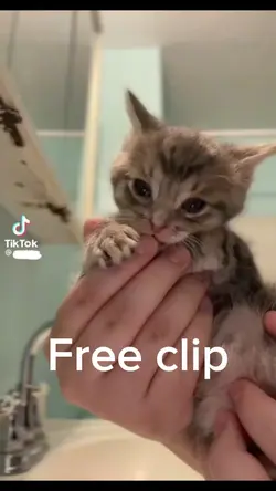 Free clip