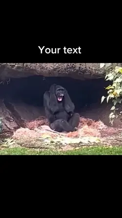 Monkey funny laughin