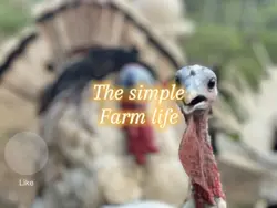 The simple farm life