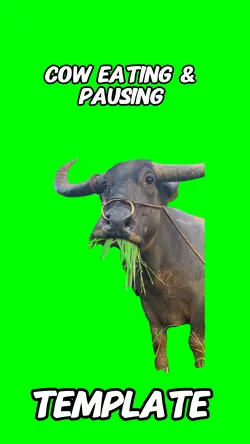 Cow eating & pausing