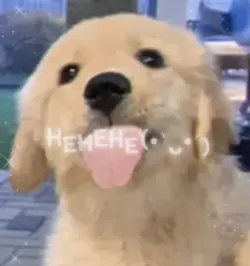 YIPPEE