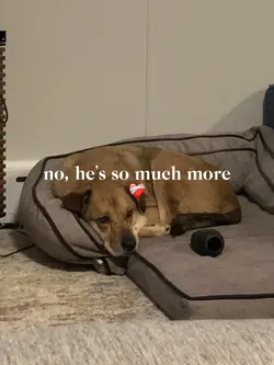 not just a dog ❤️🩹