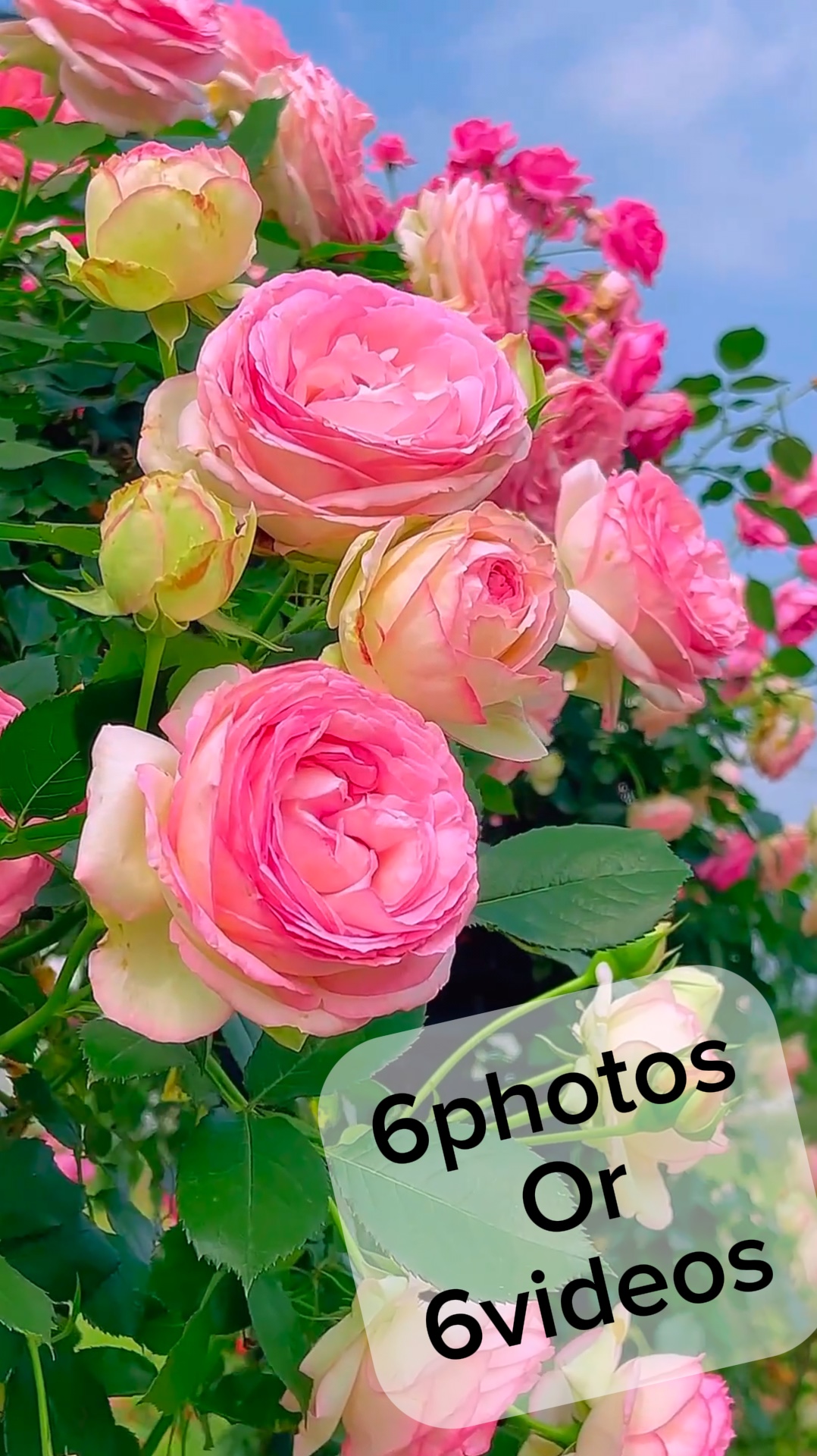 6photos/videos