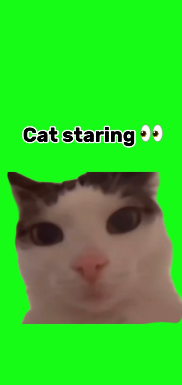 Kucing menatap 