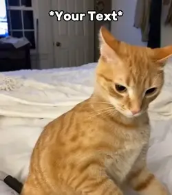 Cat Rizz