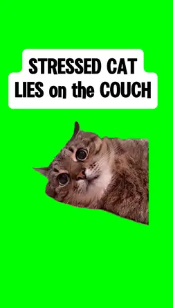 STRESSED CAT meme