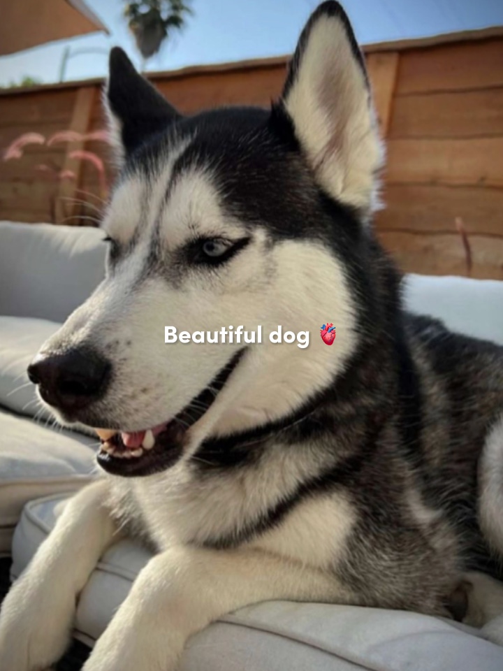 GÜZEL PET ❤️