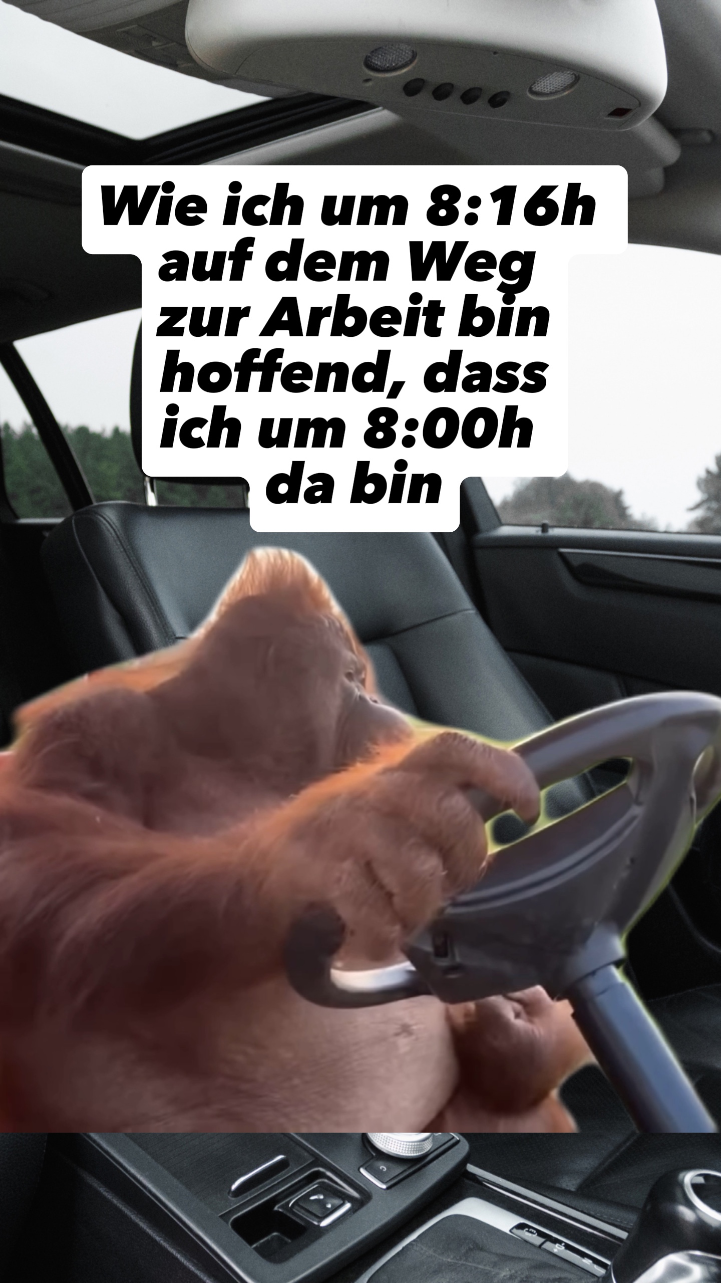 Affe fährt Auto Meme