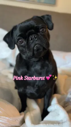 Pink Starburs