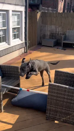 NASTY DOG 🐕‍🦺