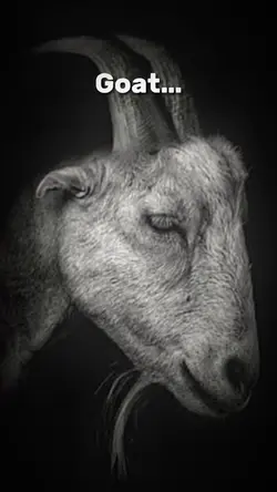 Goat Or Goat