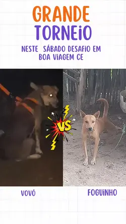 cachorro de casça 