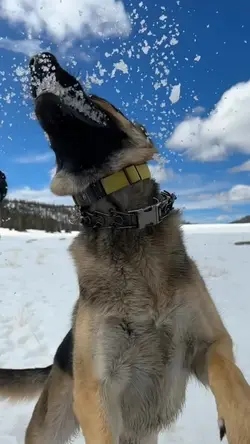 Dog snow play day
