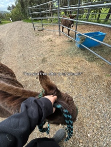 Ich werde reiten🤷🏼‍♀️