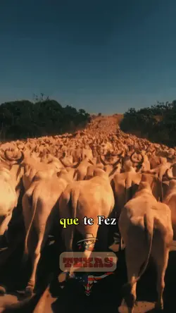 Estradão