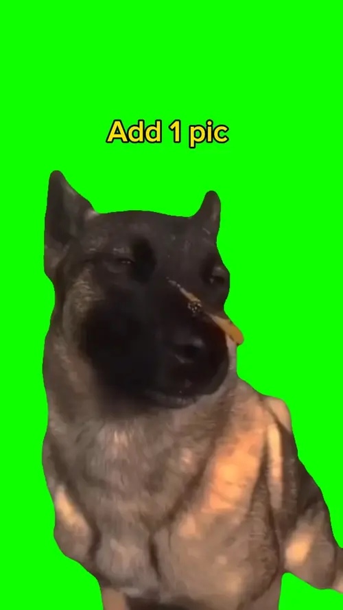 Buen perro 