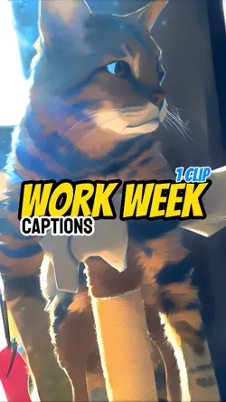 Work week! 😸