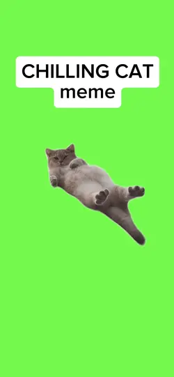 CHILLING CAT meme