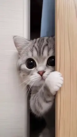 gato lindooooo 