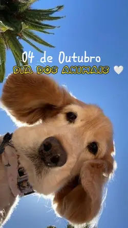 dia dos animais