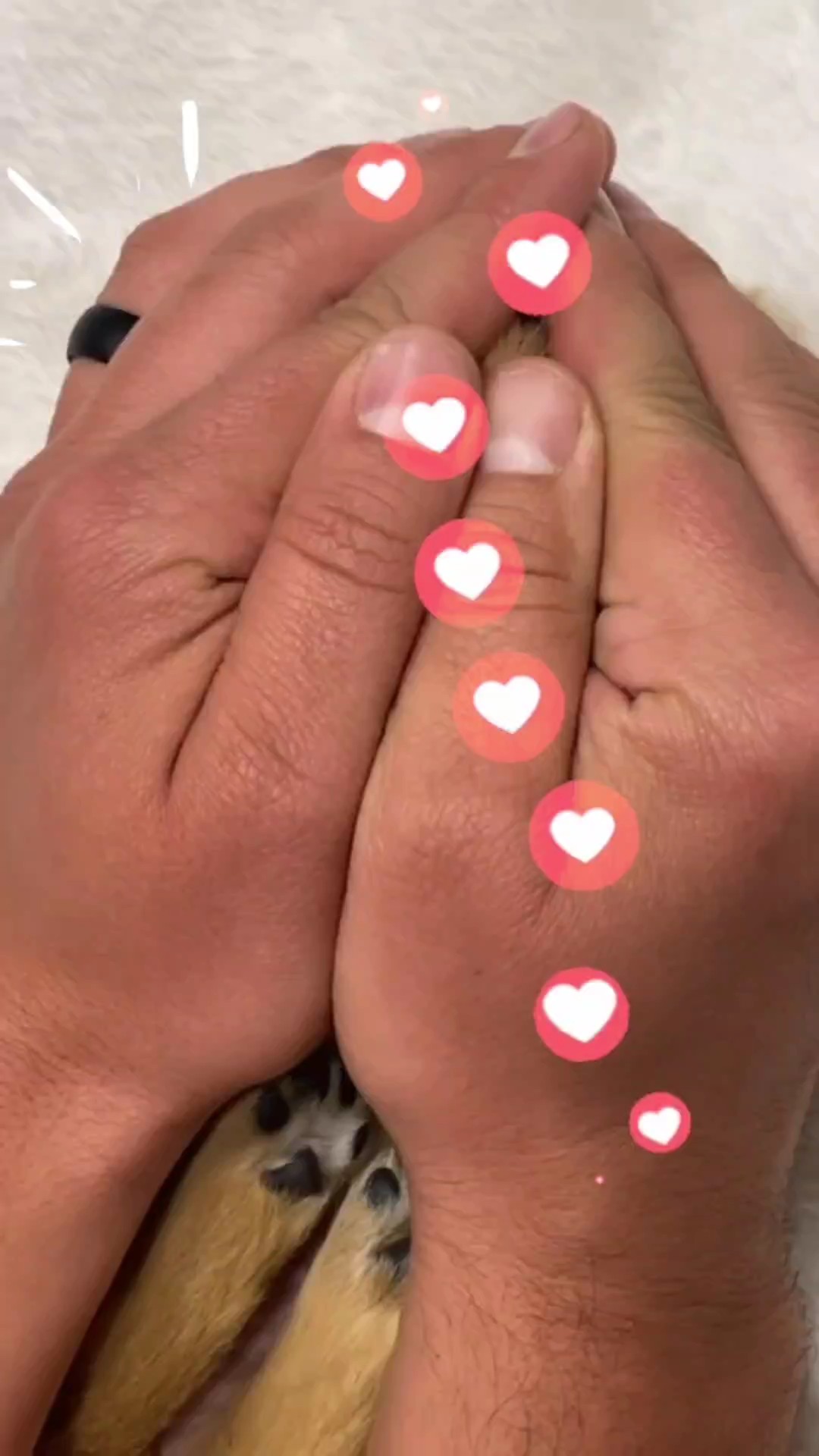 Meu Pet Favorito