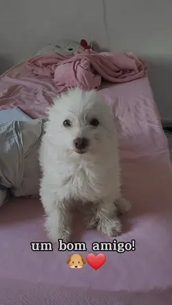É tão lindo