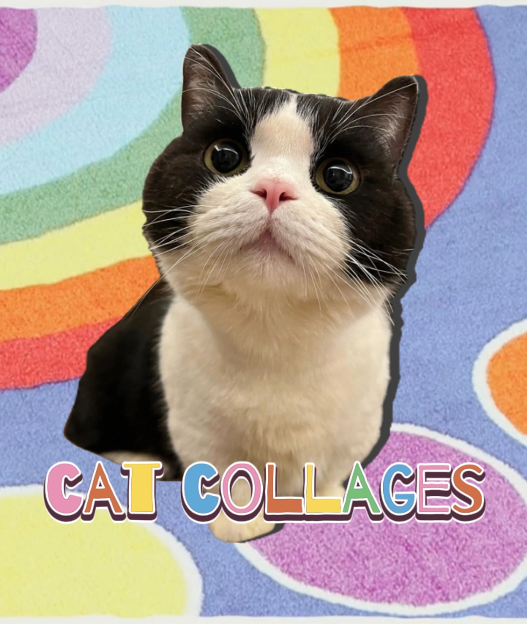 Katzencollagen