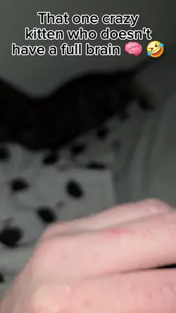 Crazy kitten