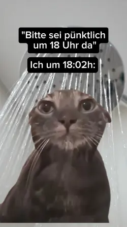 Duschen Meme 🐈