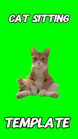 Cat sitting meme 