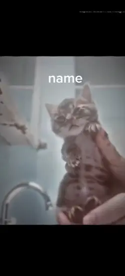 cats/dogs