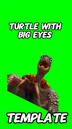 Turtle wit big eyes