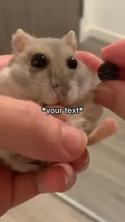 Hamster eyeball meme