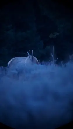 big dawg