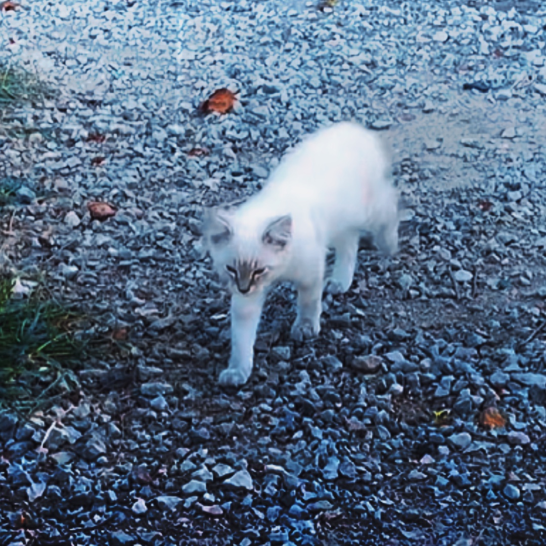 Edición de mis gatos -!!